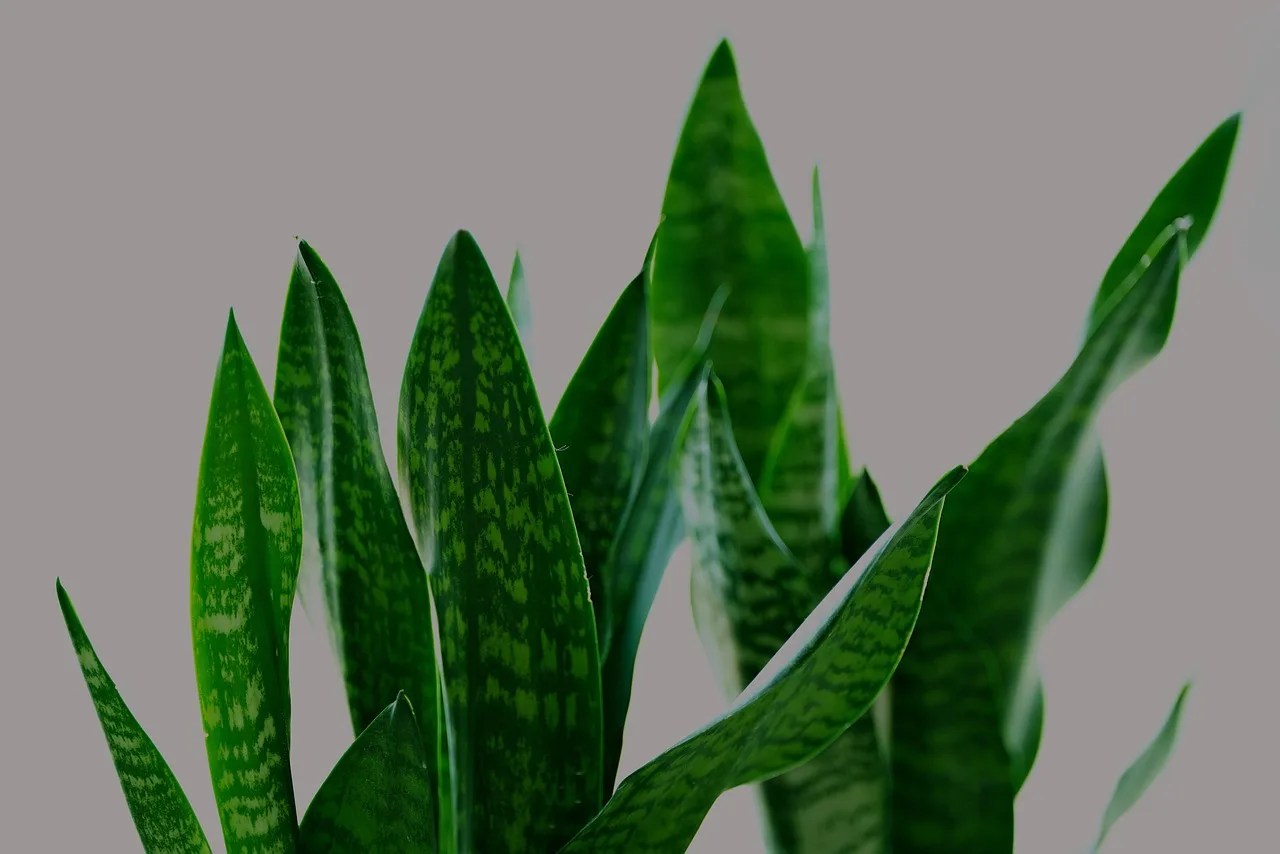 Sanseveria in vaso con metodo di innaffiatura innovativo mostrato in un articolo informativo.